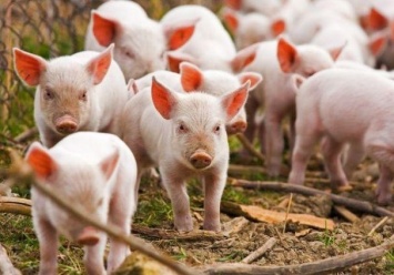 По-тихому: на Полтавщине продают больных африканской чумой свиней