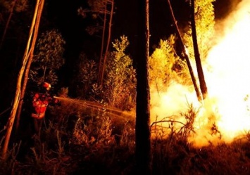 Сгорает все живое: за сутки в Запорожской области произошло больше десятка возгораний на природе