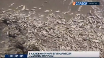 Рыбный мор: в Мариуполе пляж покрылся мертвыми бычками