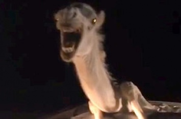 В Индии верблюд влетел в авто, застрял в салоне и четыре часа кричал от ужаса. Видео