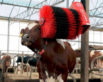 Ученые: Механические щетки-чесалки нужны коровам не меньше еды
