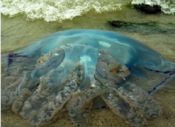 Шок: На запорожском курорте заметили огромную медузу (ФОТО)