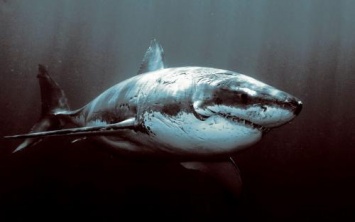 В Австралии нашли редкие зубы доисторической мега-акулы