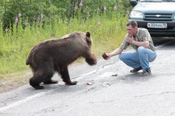 В Усинске убили медвежонка, жившего около трассы