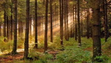 Площадь лесов на Земле за последние 35 лет выросла на 7%