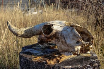 «Массовое убийство»: В Астрахани нашли кладбище домашних животных