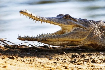 Крокодилы выгнали жителей Уганды из домов