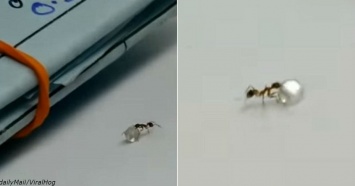 На видео видно, как муравей пытался украсть бриллиант прямо из магазина!