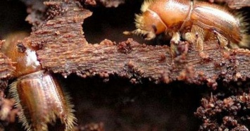 Зловредные жуки "сожрали" уже четыреста тысяч гектаров украинского леса. А ведь специалисты предупреждали