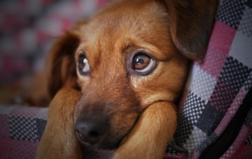 На Прикарпатье спасли собаку, которая больше года прожила под землей (видео)