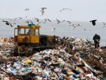 У аэропорта Львов закрывают станцию по переработке мусора из-за слетающихся туда птиц