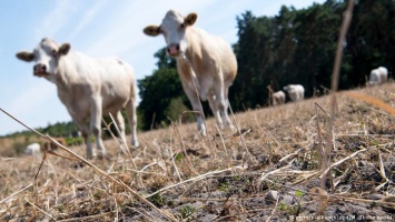 Длительная засуха в Германии нанесла миллиардный ущерб сельскому хозяйству
