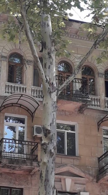 На главной улице Николаеве прохожему разрубила голову упавшая с дерева сухая ветка