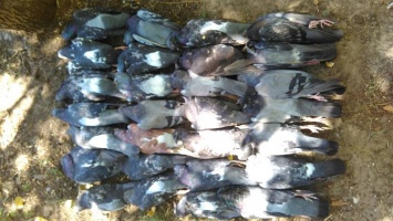 В Старобазарном сквере массово гибнут голуби. Фото