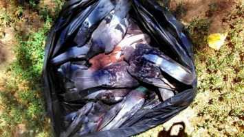 Упали мертвыми: в Старобазарном сквере при загадочных обстоятельствах погибли десятки голубей