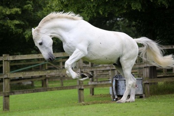 В Тернопольской области лошадь смертельно травмировала хозяина
