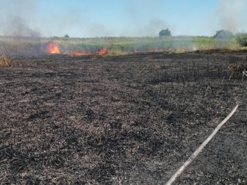 Жара и сухая погода: в Запорожье и области за сутки произошло 30 пожаров на природе