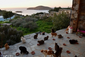 Работа мечты: в кошачий приют на греческом острове требуется смотритель на полгода