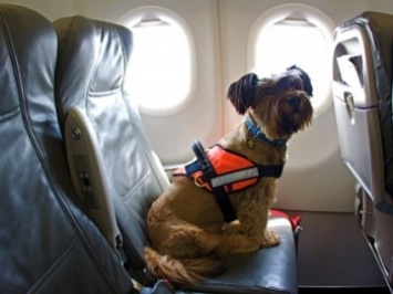 Американцы все чаще возят в салонах самолетов животных - данные авиакомпании