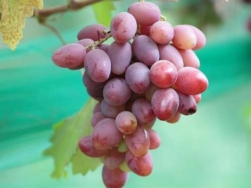 На Днепропетровщине вырастили огромный виноград