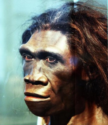 Ученые: Лень погубила первых прямоходящих Homo erectus на Земле