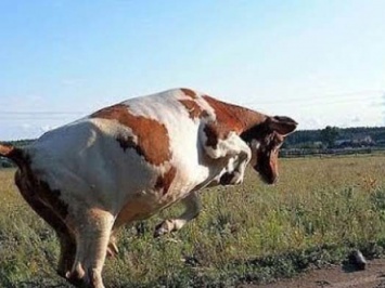На Херсонщине корова убила пенсионера