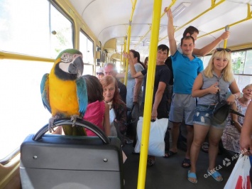 В одесском трамвае заметили крылатого экзотического пассажира (фото)
