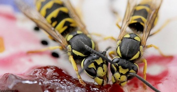 Убийство осы на людях в Германии стоит 50 тыс. евро! Не трогайте их на верандах в кафе