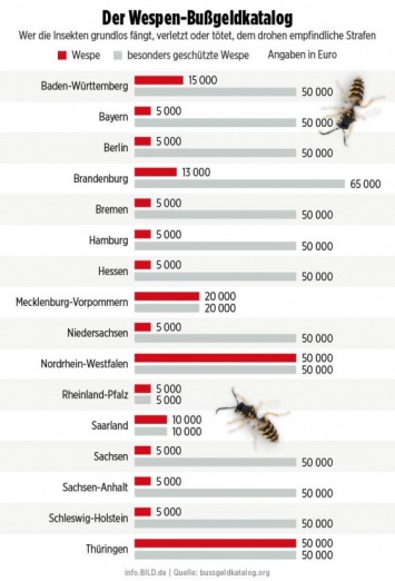 Насекомое по цене дома. В Германии штраф за публичное убийство осы достиг 50 тысяч евро