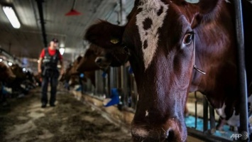 «Открытая тюрьма»: как в Швеции коровы помогают реабилитации осужденных