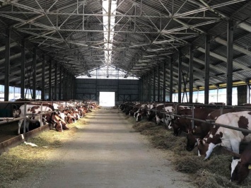 Овидиопольские коровы ждут переезда на обновленную ферму