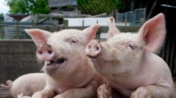На Херсонщине уменьшается количество свиней