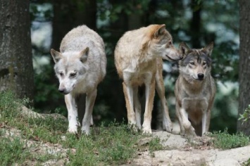 «Остался один колокольчик»: В Башкирии дикие волки вышли на охоту