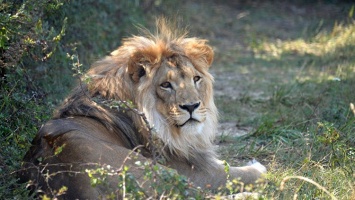 Укусивший туристку лев Витя покинет "Тайган" - Зубков