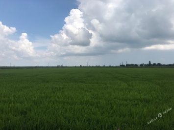 Килийский район: шикарная природа, бескрайние рисовые поля и главная «кормушка» для всей Украины