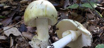 Не ходите в лес за грибами