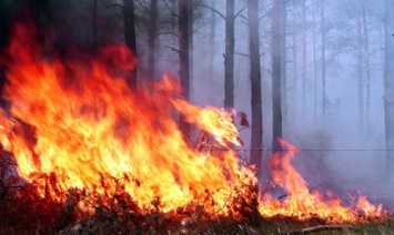Житель Херсонщины заплатит больше 65 тысяч гривен за пожар в лесу