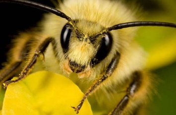 В Запорожской области массовая гибель пчел повлияла на урожай меда