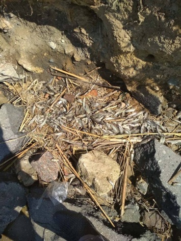 Выброшенную на берег николаевского городского пляжа «Стрелка» погибшую рыбу должен собрать и утилизировать балансодержатель парка