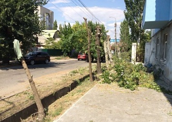 Вместо снесенных деревьев на улице Защитников Украины высадят новые