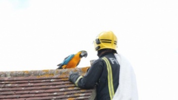 Застрявший на крыше попугай обматерил пожарных и улетел (видео)