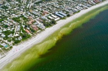 Во Флориде ввели режим ЧС из-за цветения воды и опасных водорослей. Фото и видео