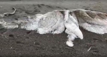 Мертвый волосатый монстр выбросился на побережье Камчатки