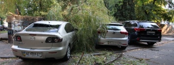 На Крутогорном спуске дерево упало на припаркованные автомобили