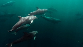 В Крыму на берегу моря обнаружили мертвых осетров и дельфинов