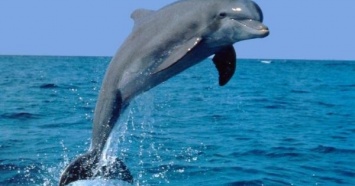 В аннексированном Крыму продолжают убивать дельфинов и массово истребляют рыбу