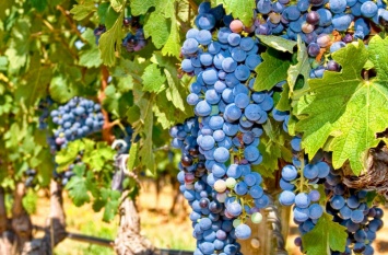 "Укрсадпром" просит у правительства больше денег для виноградарей и садоводов
