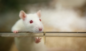 Клетки иммунитета повлияли на половое поведение мышей