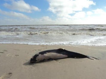 На крымское побережье выбросило мертвых дельфинов и осетров