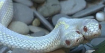«Змей Горыныч»: В зоомагазине Пенсильвании вылупилась двуглавая рептилия